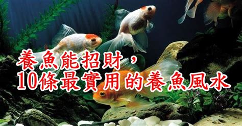 套房養魚|養魚能招財，10條最實用的養魚風水（你一定要知道）。